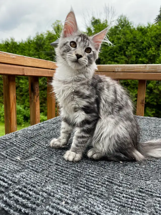 mainecoon in Cats & Kittens for Rehoming in City of Montréal - Image 11