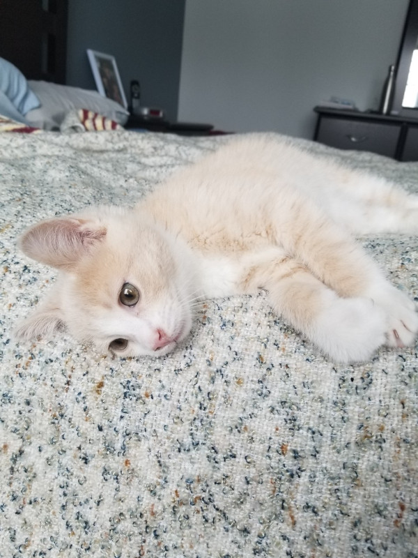Tres Affectueux Chaton Male Roux De 2 Mois Pret A Partir Chats Et Chatons A Adopter Levis Kijiji