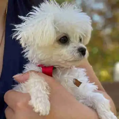 Mini Bichon Frise, View more