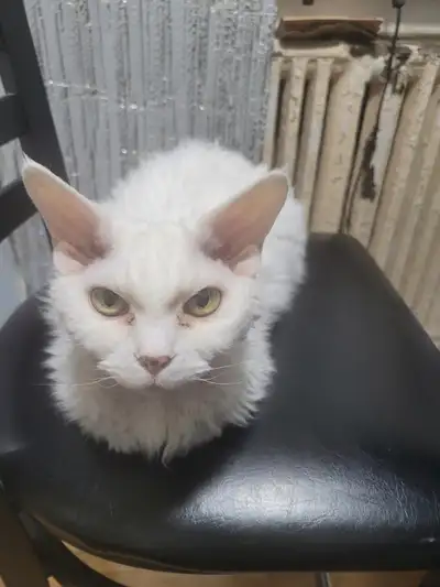 unfortunately I need to find a loving home for my 15 year old Devon Rex. I've been her only owner. S...