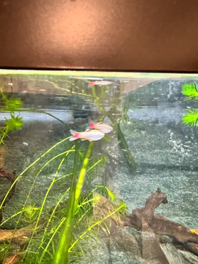 Assorted Tropical Fish, View more