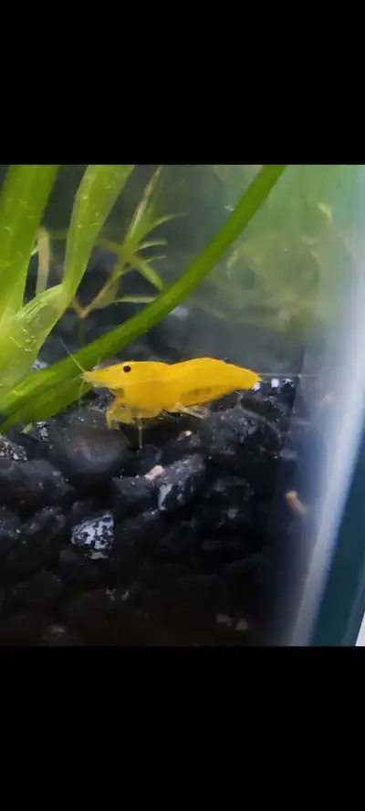juvenile yellow neon  goldenback neocarida cherry shtimps, View more