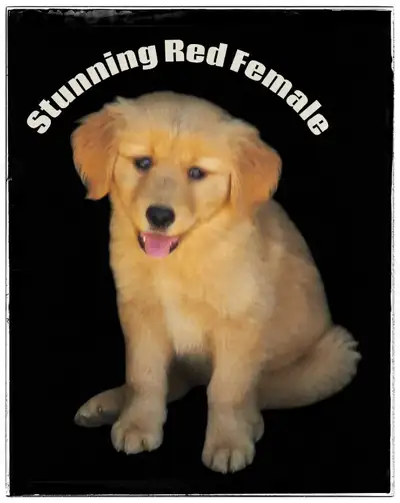 Purebred Golden Retriever Puppies - Reputable Breeder - Web Link, View more