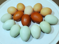 Heritage breed hatching eggs