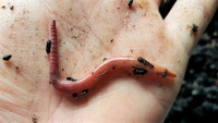 Red Wiggler Compost Worms, African & European Compost Worms...