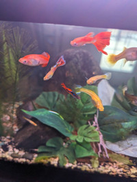 Guppy fry 10 for 10$ deal!!