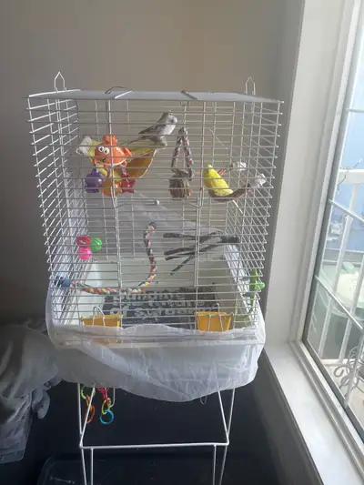 trio of lovelies budgies, View more