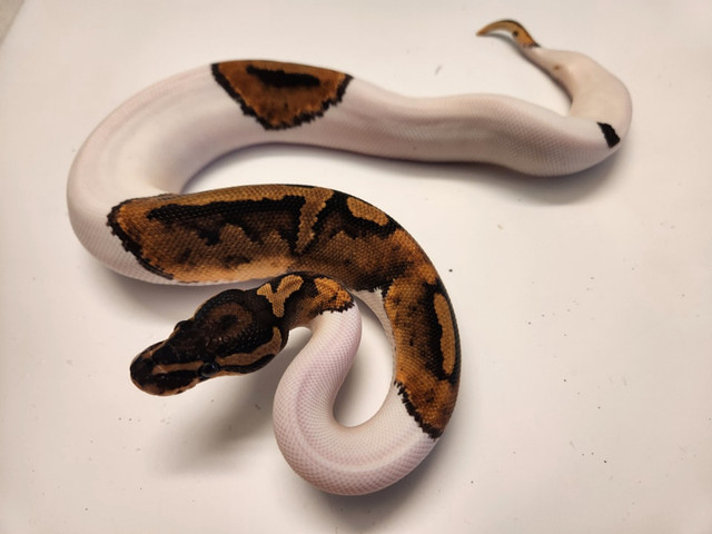 Ball Python BIG LIST in Reptiles & Amphibians for Rehoming in City of Halifax - Image 3