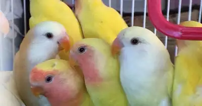 BABY PEACH-FACED LOVEBIRDS — AVAILABLE AT THE NATIONAL BIRD SHOW, View more