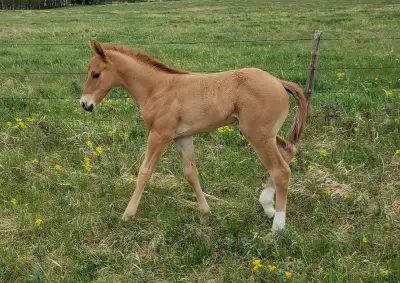 Striking Red Dun colt born May 12, 2026. By Great Little Hobby and out of Scamps Goleta. Bloodlines...