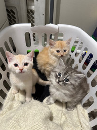 3 beautiful half Persian half Domestic kittens