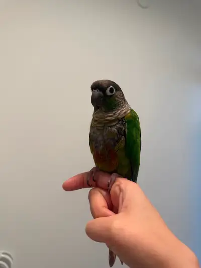 Rehoming: 5-Year-Old Green Cheek Conure, View more