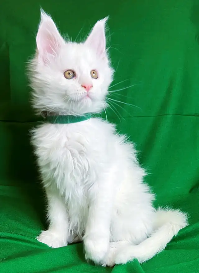 Purebred  Maine Coon Kittens in Cats & Kittens for Rehoming in Victoria - Image 6