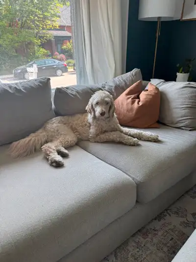 Charlie is a sweet, 30 lb girl. We originally got Charlie from a breeder. She is fixed and has had m...