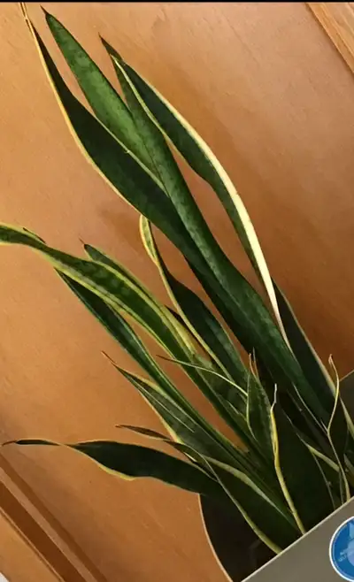 very Healthy Snake Plant With New Self Watering Planter , View more