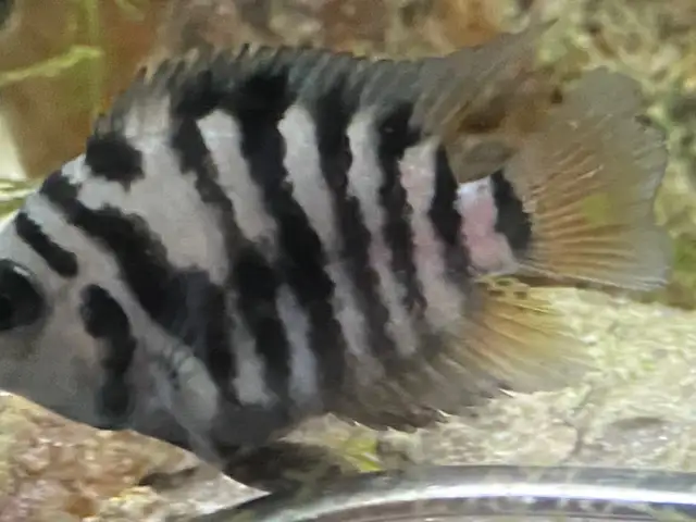 CONVICT CICHLIDS FRY - Pickering  in Fish for Rehoming in City of Toronto - Image 9