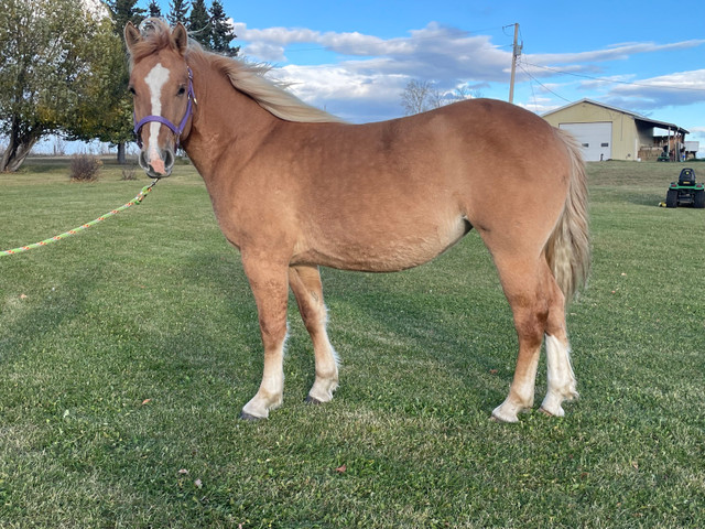 Red dun draft cross mare  in Horses & Ponies for Rehoming in St. Albert - Image 3