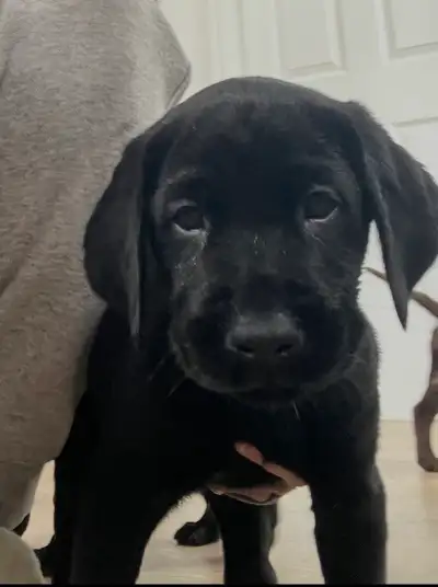 Black Lab Puppies!! Only 3 left!!, View more
