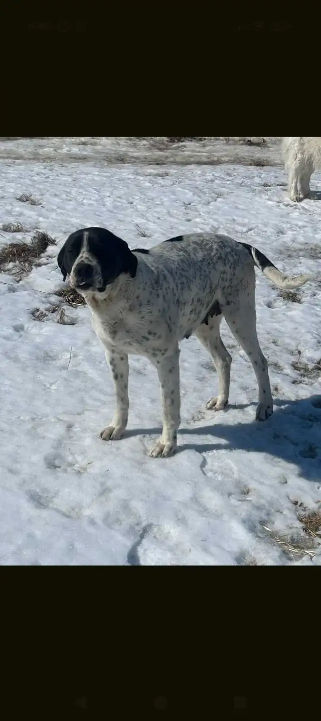 Pyredane puppies | Dogs & Puppies for Rehoming | Edmonton | Free local ...