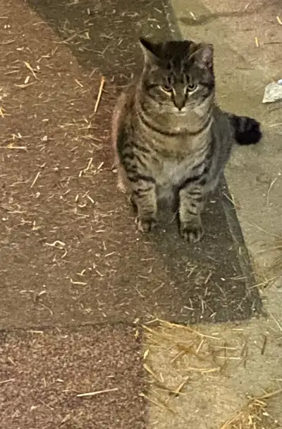 Male cat to rehome, View more