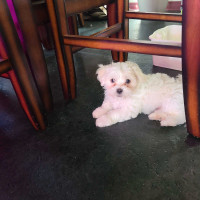 Maltese/Bichon 9weeks 1 Left!! Ready to go to his forever home! 