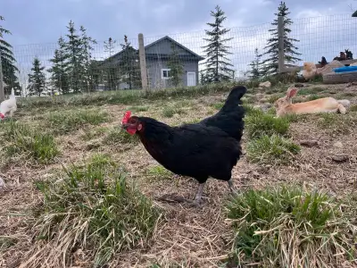 1 year old free range dual purpose laying hens. Most from millet hatcheries and vaccinated for Merek...