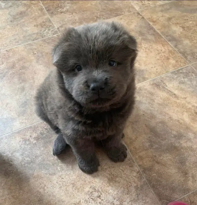 chow chow puppies in Dogs & Puppies for Rehoming in Hamilton - Image 4