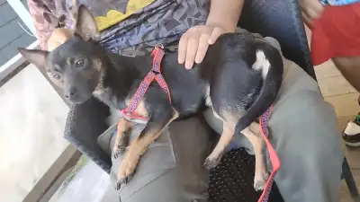Chihuahua$Reduced! Only Serious Buyers Msg Please!, View more