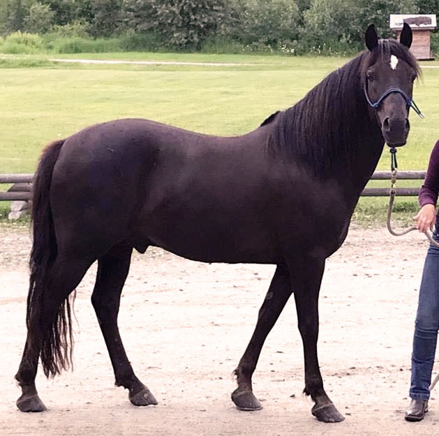 Beautiful Registered Horse Horses & Ponies for Rehoming