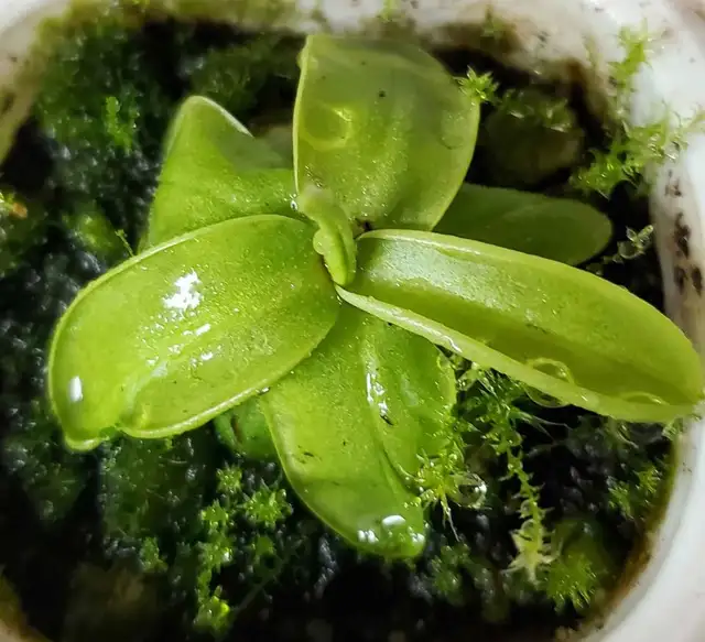 Mature Pinguicula Primuliflora butterwort carnivorous plant in Plants, Fertilizer & Soil in City of Toronto - Image 5