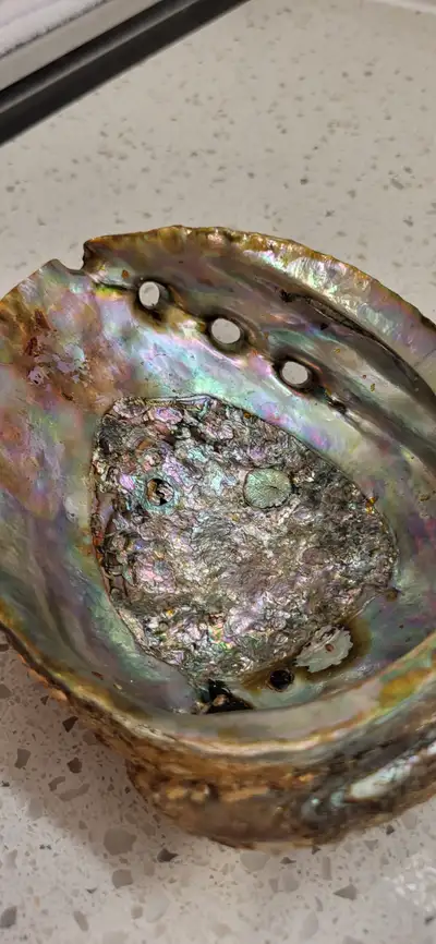 Abalone shell, View more