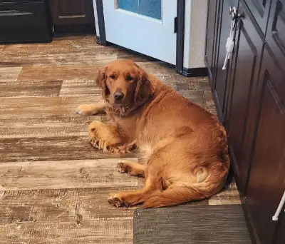 Golden Retrievers (Health tested Parents), View more