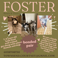 Bonded husky pair needing foster or the perfect forever home