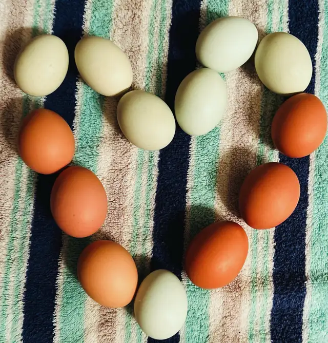 Free Range Farm Fresh Eggs
