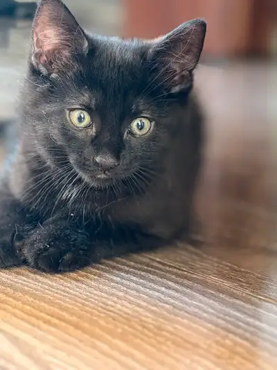 Chaton à vendre, View more