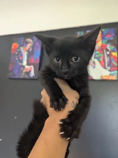 BLACK KITTENS READY FOR FUREVER HOME, View more