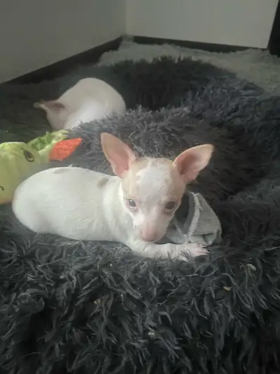 Chihuahuas puppies, View more