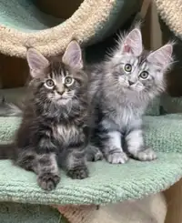 Purebred Maine Coon kittens for adoption