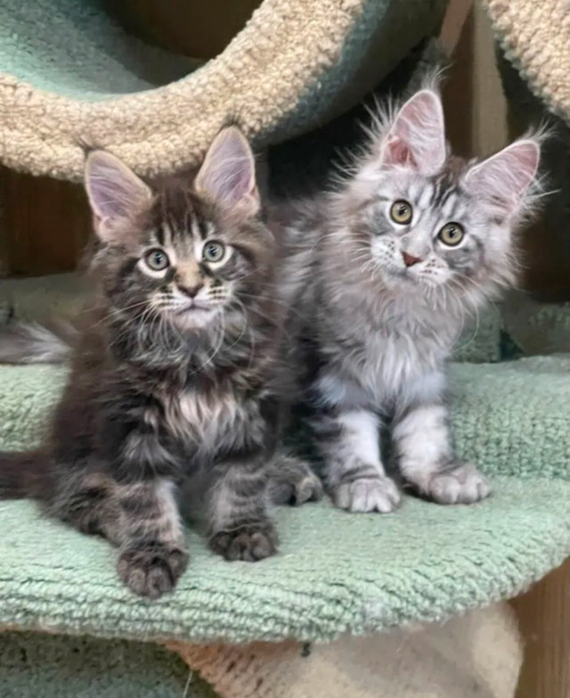 Purebred Maine Coon kittens for adoption in Cats & Kittens for Rehoming in Vancouver - Image 2
