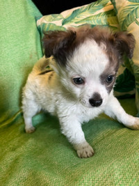 Small Chihuahua Puppy