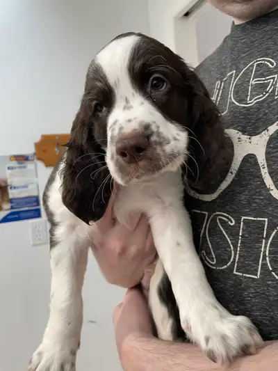 Hi, im a Springer Spaniel looking for my forever home, View more