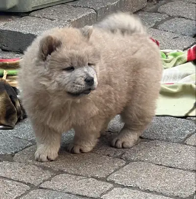 Chow chow la bande a kiwi, View more