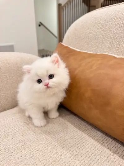 British longhair male kitten, View more