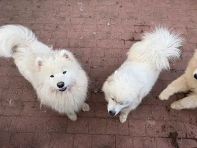 À vendre : 1. Chiots Samoyèdes : 3 mâles et 3 femelles (nés le 18 mai 2025) 1000 $ 2. Samoyède mâle...