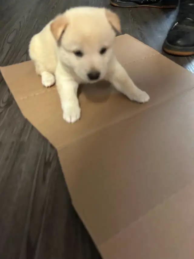 Purebred Shiba Inu  next litter arriving on or around July 15!!! in Dogs & Puppies for Rehoming in Oshawa / Durham Region - Image 9