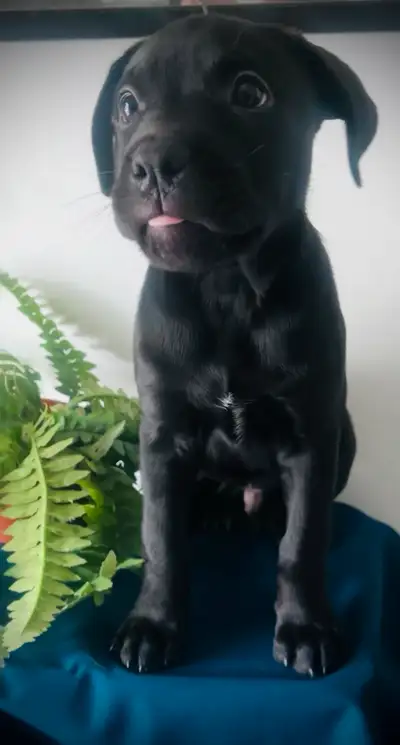 puppies for sale, View more