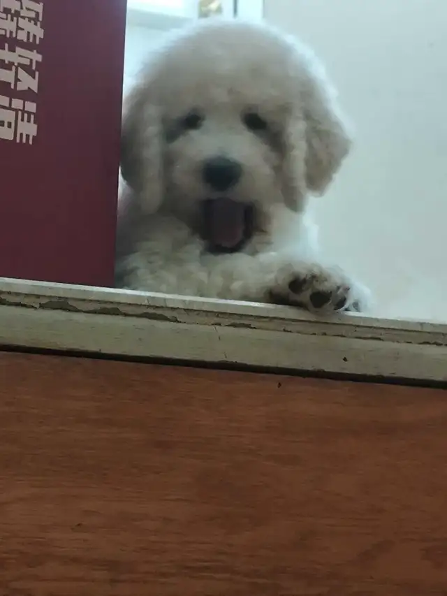 Purebred Standard Poodle Puppies in Dogs & Puppies for Rehoming in City of Toronto - Image 3