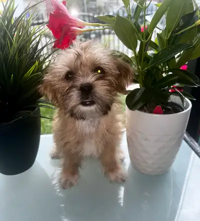 Small dog puppy, View more