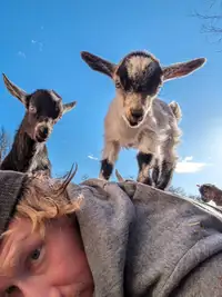 Mini Goats! 