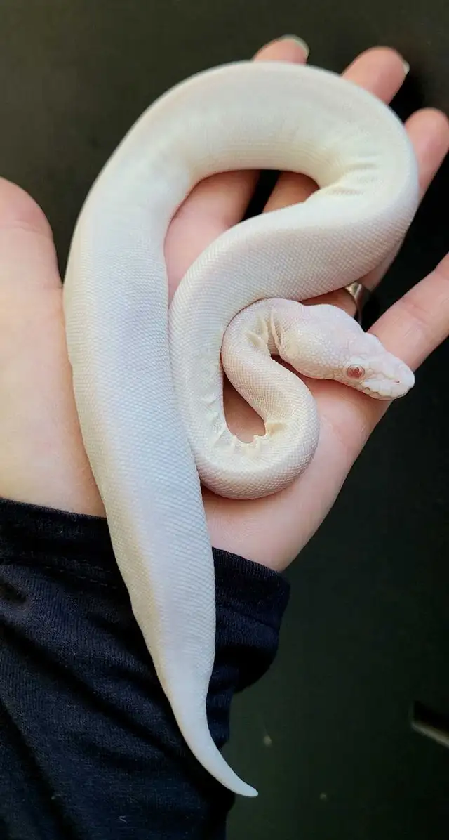 Ball Python ON HOLD | Reptiles & Amphibians for Rehoming | Guelph ...